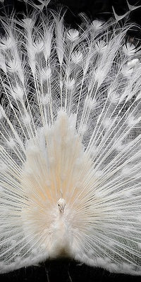 Midnight Peacock III