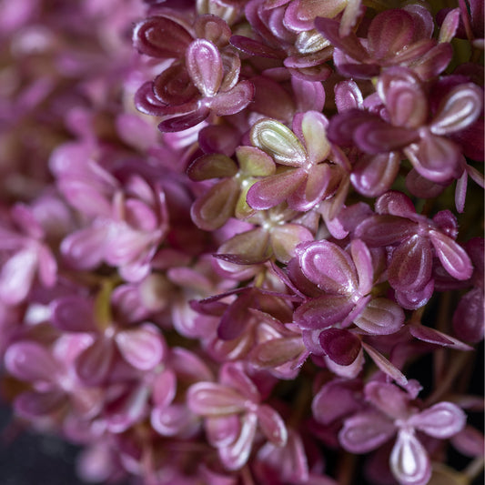 Artificial Hortensia Bunch - Abigail Ahern